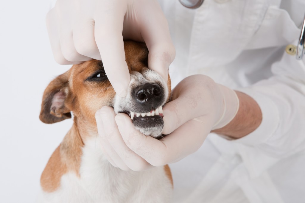 Hill’s Pet Dental Month Jack Russel Terrier Pretty Please Charlie