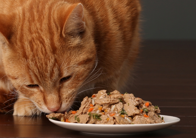 Win a Hill’s Stews hamper for your cat or dog valued at over R300